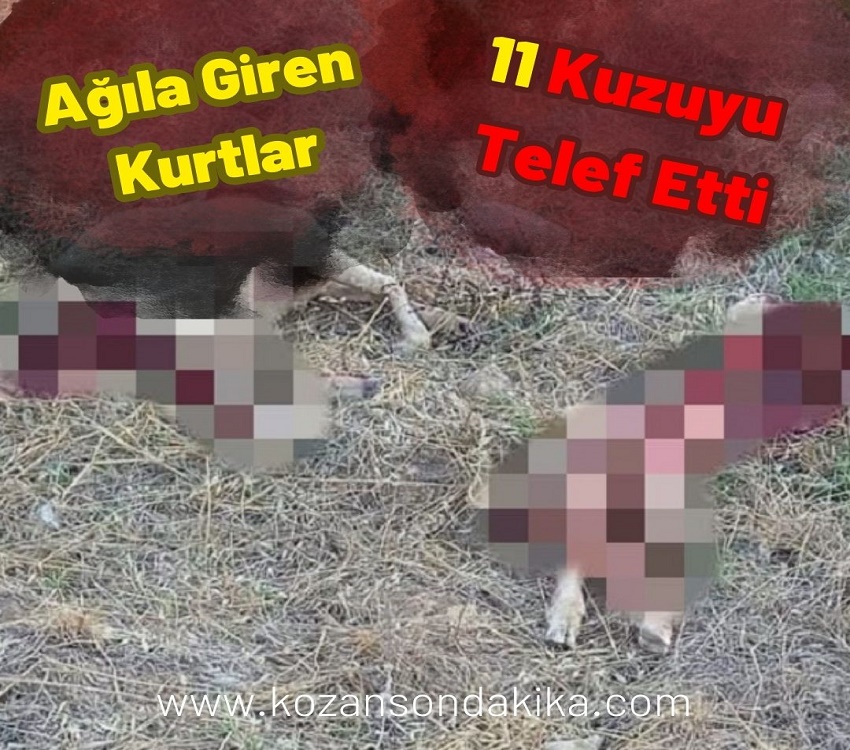 Ağıla Giren Kurtlar 11 Kuzuyu Telef Etti