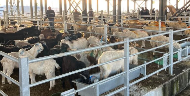 KOZAN HAYVAN PAZARI FAALİYETLERİNİ ARTAN YOĞUNLUKLA SÜRDÜRÜYOR