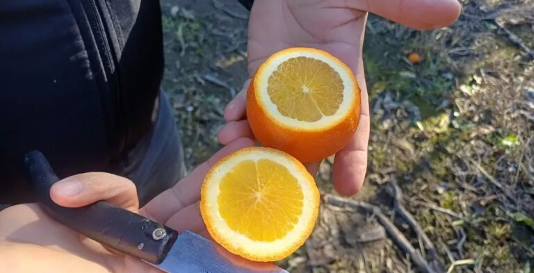 KOZAN’DA NARENCİYE VE HUBUBAT ALANLARINDA DON KONTROLÜ