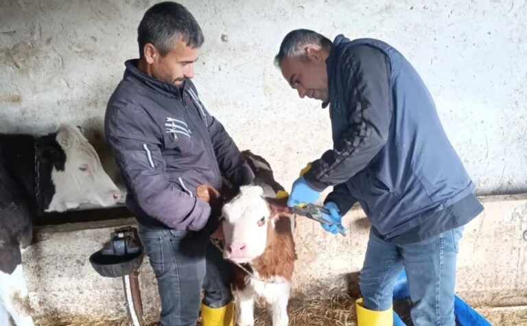 KOZAN’DA HAYVAN SAĞLIĞI ÇALIŞMALARI ARALIKSIZ SÜRÜYOR