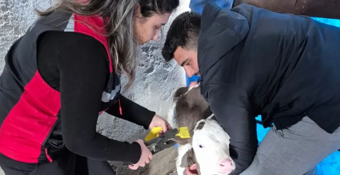 KOZAN’DA BÜYÜKBAŞ HAYVANLARDA AŞILAMA VE KİMLİKLENDİRME ÇALIŞMALARI SÜRÜYOR