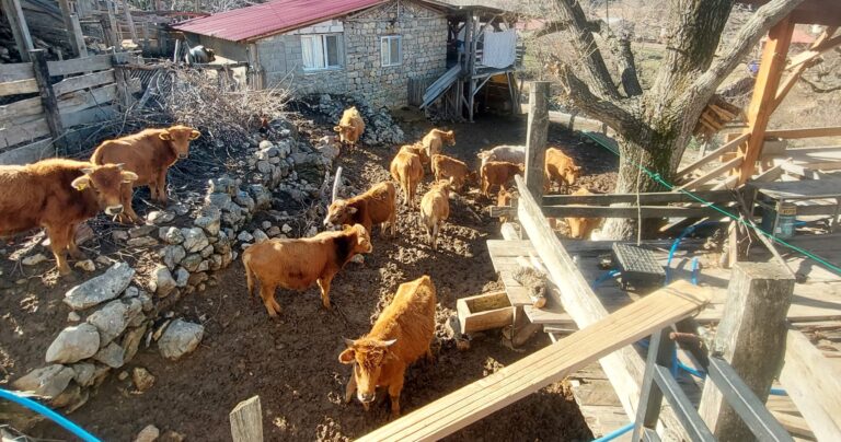 Yerli Güney Sarısı’na Destek: Kozan’da Genetik Miras Koruma Altında