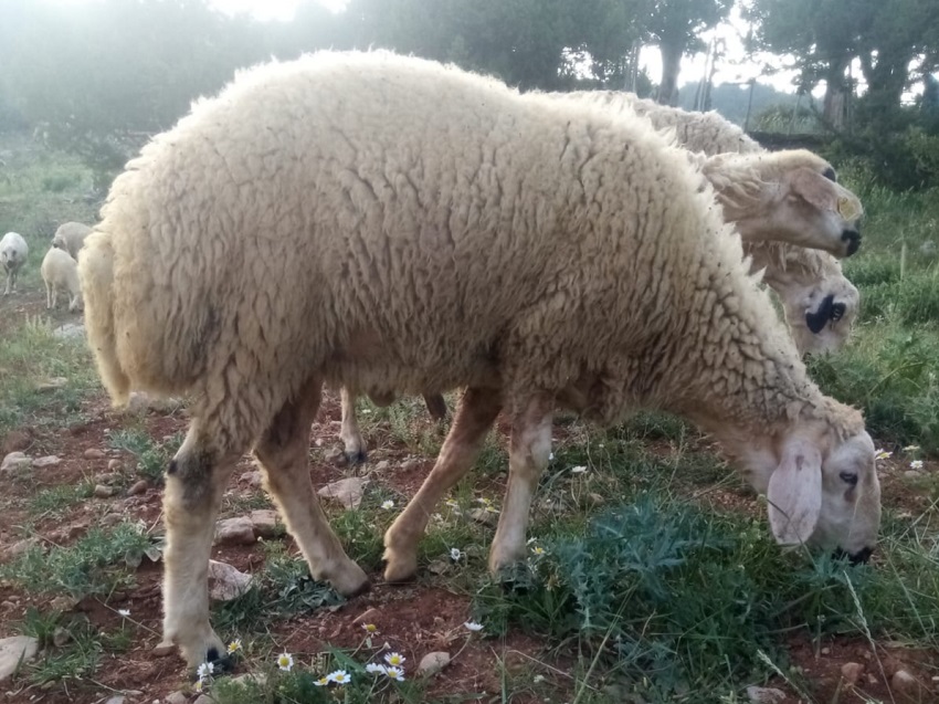 Kurbanlık Canlı Hayvan Fiyatları Açıklandı