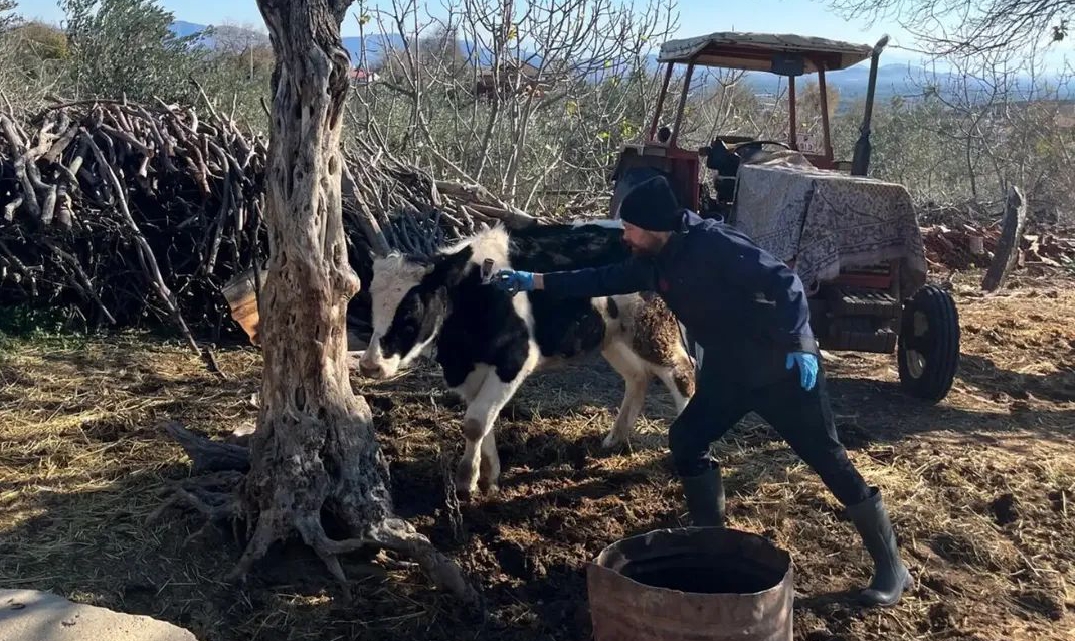 Kozan’da Hayvan Sağlığı Çalışmaları Aralıksız Sürüyor