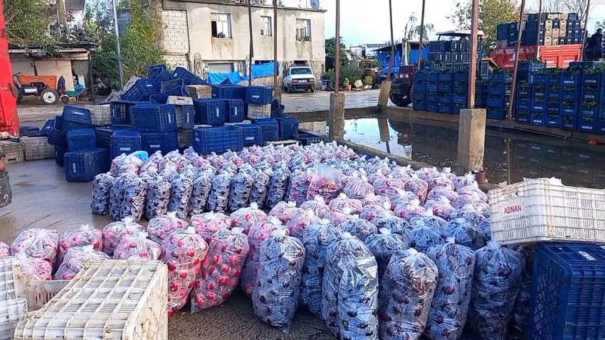 Kozan’da Soğuk Havada Turp Hasadı Devam Ediyor