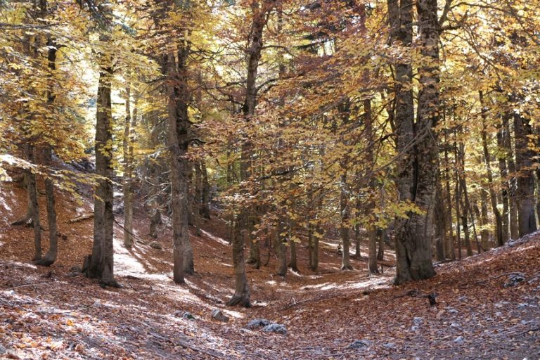 Yirce Kayın Ormanları Gelenlerin İlgisini Çekiyor